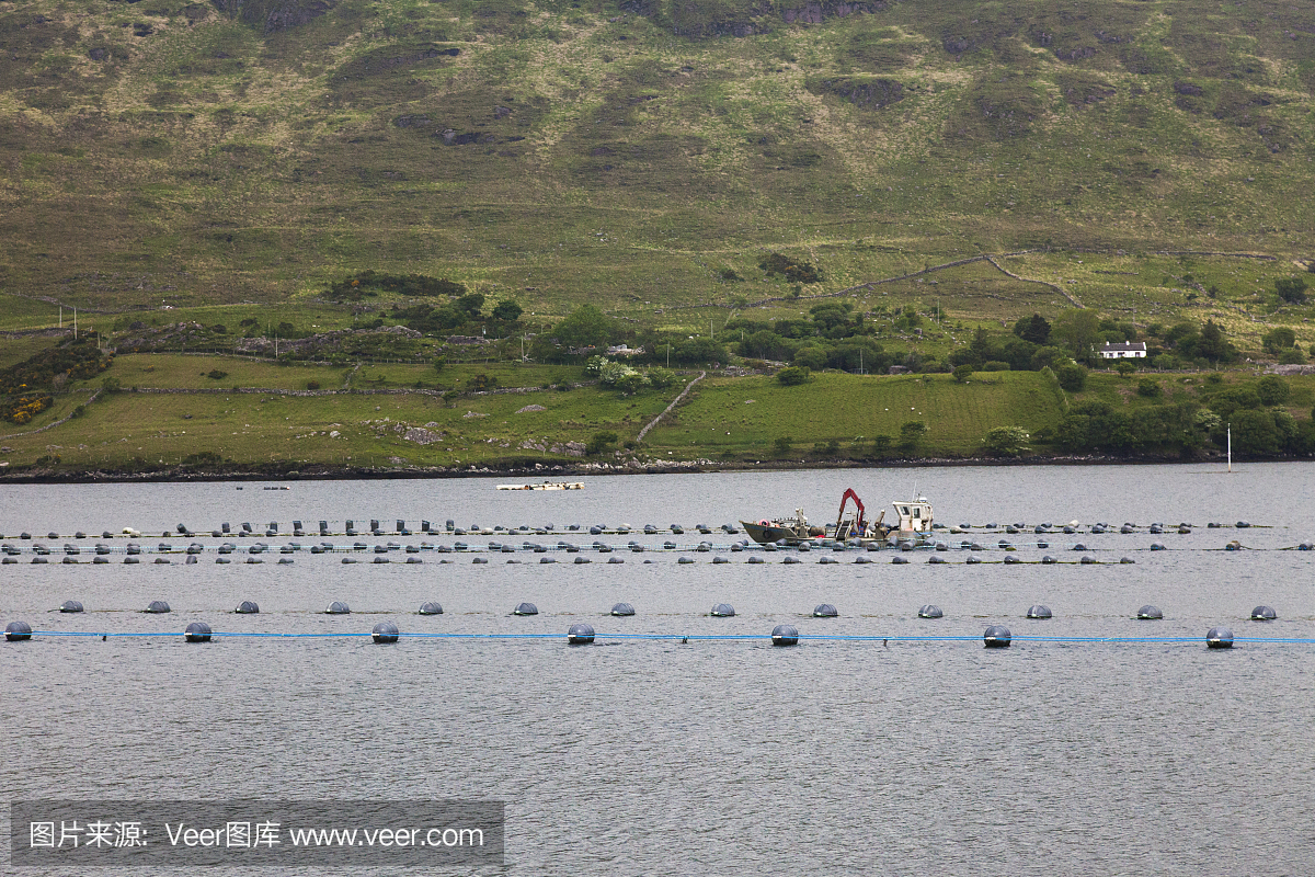 牡蛎养殖业爱尔兰沿海的海水养殖业