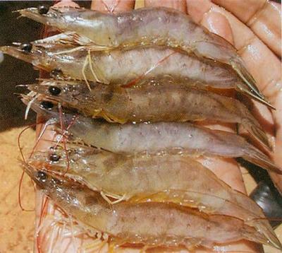 海水养殖对虾