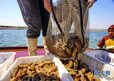 河北唐山:海产养殖促增收