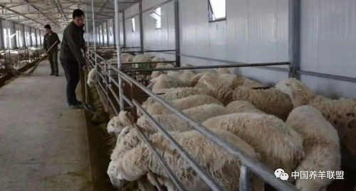 未来5年养羊业10条预测 看完你还敢继续养羊吗