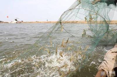 渤海水产专心养虾 虾苗占领近半北方市场