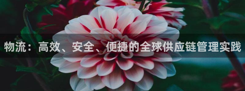 多多28推广链接是多少：物流：高效、